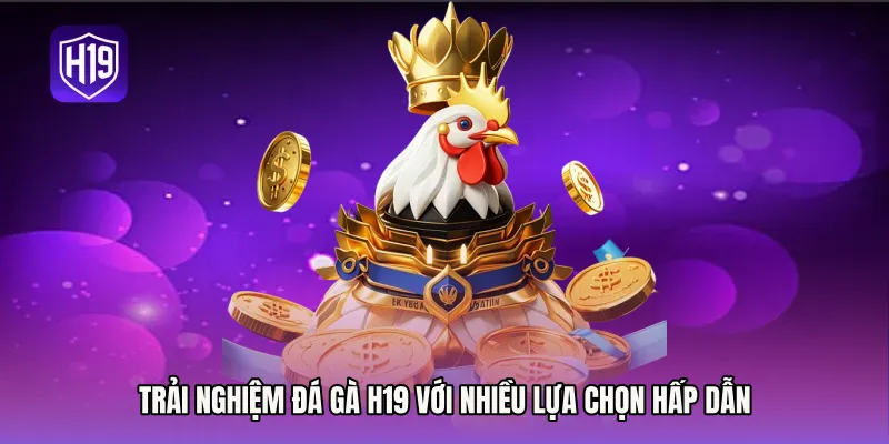 Trải nghiệm đá gà H19 với nhiều lựa chọn hấp dẫn
